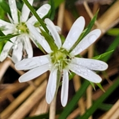 Stellaria pungens (Prickly Starwort) at Bemboka, NSW - 17 Jan 2024 by trevorpreston