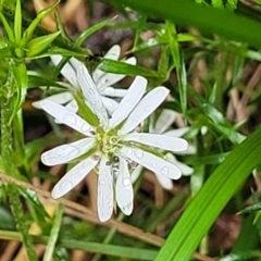 Stellaria pungens at Bemboka, NSW - 18 Jan 2024 10:42 AM