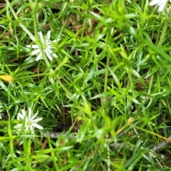 Stellaria pungens at Bemboka, NSW - 18 Jan 2024