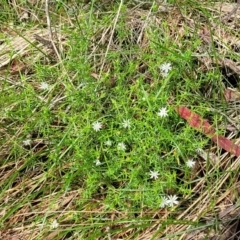 Stellaria pungens at Bemboka, NSW - 18 Jan 2024