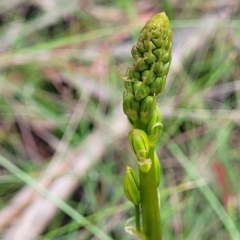 Bulbine bulbosa (Golden Lily, Bulbine Lily) at Glenbog State Forest - 18 Jan 2024 by trevorpreston