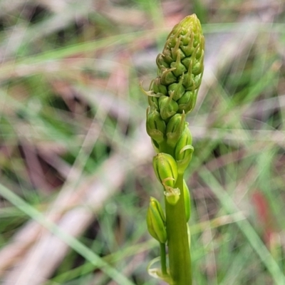 Bulbine bulbosa (Golden Lily, Bulbine Lily) at Glenbog State Forest - 18 Jan 2024 by trevorpreston