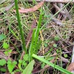 Bulbine bulbosa at Glenbog State Forest - 18 Jan 2024