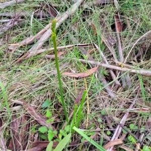 Bulbine bulbosa at Glenbog State Forest - 18 Jan 2024