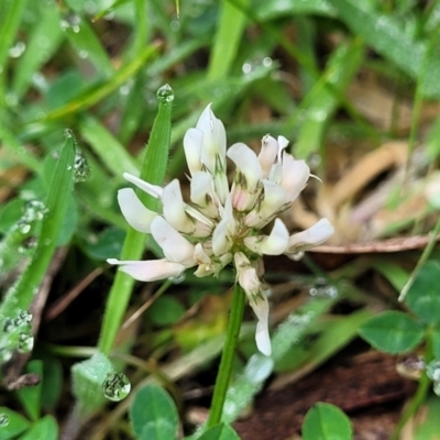 Trifolium repens (White Clover) at Glenbog State Forest - 17 Jan 2024 by trevorpreston