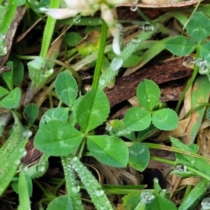 Trifolium repens at Glenbog State Forest - 18 Jan 2024