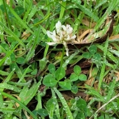 Trifolium repens at Glenbog State Forest - 18 Jan 2024