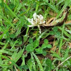 Trifolium repens at Glenbog State Forest - 18 Jan 2024