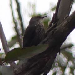 Climacteris erythrops (Red-browed Treecreeper) at Colo Vale, NSW - 16 Jan 2024 by Curiosity