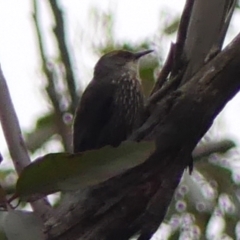 Climacteris erythrops (Red-browed Treecreeper) at Colo Vale - 17 Jan 2024 by Curiosity