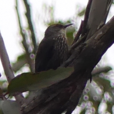 Climacteris erythrops (Red-browed Treecreeper) at Colo Vale, NSW - 16 Jan 2024 by Curiosity