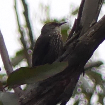 Climacteris erythrops (Red-browed Treecreeper) at Colo Vale - 17 Jan 2024 by Curiosity