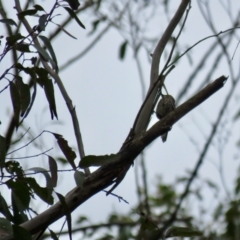 Climacteris erythrops at Wingecarribee Local Government Area - 17 Jan 2024