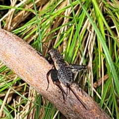 Bobilla killara (Pygmy Cricket) at Bemboka, NSW - 17 Jan 2024 by trevorpreston