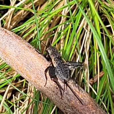 Bobilla killara (Pygmy Cricket) at Bemboka, NSW - 17 Jan 2024 by trevorpreston