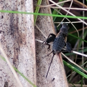 Bobilla killara at Glenbog State Forest - 18 Jan 2024