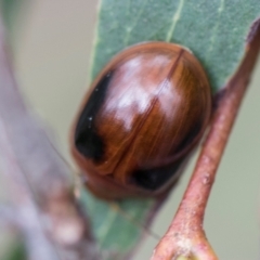 Paropsisterna liturata (Leaf beetle) at South East Forest National Park - 18 Jan 2024 by AlisonMilton