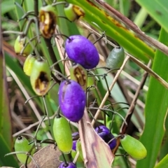 Dianella tasmanica (Tasman Flax Lily) at Bemboka, NSW - 17 Jan 2024 by trevorpreston