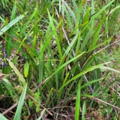 Dianella tasmanica at Glenbog State Forest - 18 Jan 2024