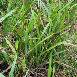 Dianella tasmanica at Glenbog State Forest - 18 Jan 2024