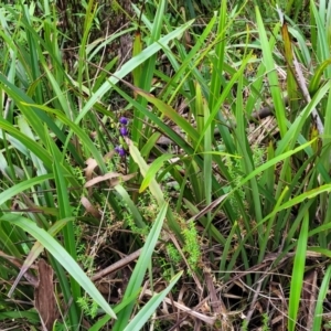 Dianella tasmanica at Glenbog State Forest - 18 Jan 2024