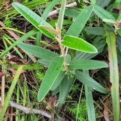 Olearia megalophylla (Large-leaf Daisy-bush) at Bemboka, NSW - 17 Jan 2024 by trevorpreston