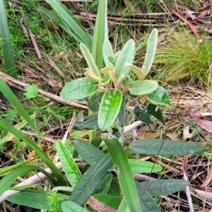 Olearia megalophylla at Glenbog State Forest - 18 Jan 2024