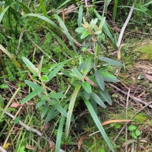 Olearia megalophylla at Glenbog State Forest - 18 Jan 2024