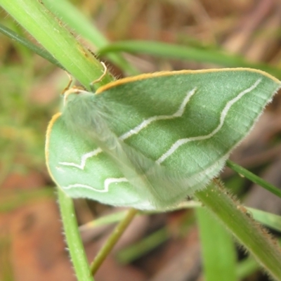 Euloxia meandraria (Two-lined Euloxia) at Tharwa, ACT - 16 Jan 2024 by Christine