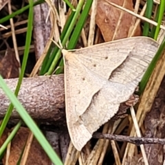 Epidesmia hypenaria (Long-nosed Epidesmia) at Glenbog State Forest - 18 Jan 2024 by trevorpreston