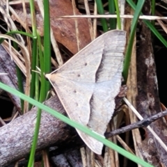 Epidesmia hypenaria at Glenbog State Forest - 18 Jan 2024