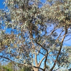Eucalyptus nortonii (Mealy Bundy) at Pearce, ACT - 18 Jan 2024 by Berno