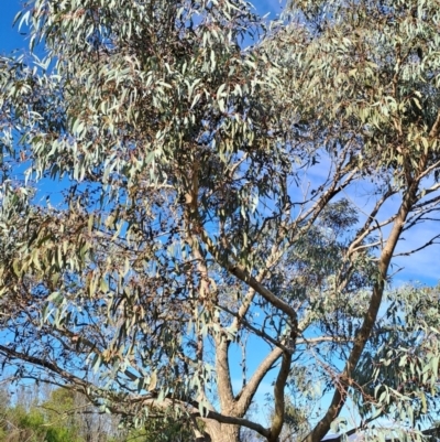 Eucalyptus nortonii (Mealy Bundy) at Mount Taylor - 18 Jan 2024 by Berno