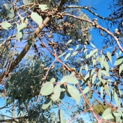 Eucalyptus nortonii at Mount Taylor - 19 Jan 2024