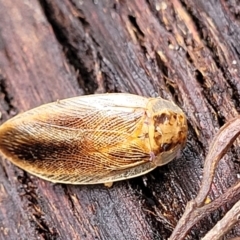 Unidentified Cockroach (Blattodea, several families) at Bemboka, NSW - 17 Jan 2024 by trevorpreston