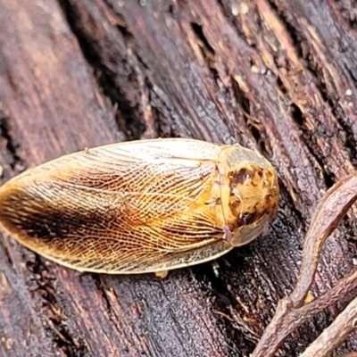 Unidentified Cockroach (Blattodea, several families) at Bemboka, NSW - 17 Jan 2024 by trevorpreston