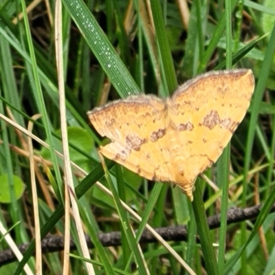 Chrysolarentia perornata (Ornate Carpet) at Glenbog State Forest - 18 Jan 2024 by trevorpreston