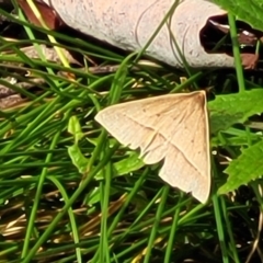 Epidesmia chilonaria at Glenbog State Forest - 18 Jan 2024