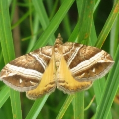 Chrysolarentia conifasciata (Broad-banded Carpet) at Tharwa, ACT - 16 Jan 2024 by Christine