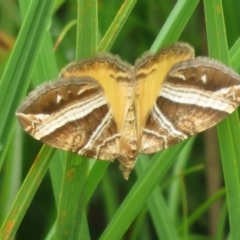 Chrysolarentia conifasciata at Gibraltar Pines - 16 Jan 2024