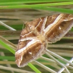 Chrysolarentia conifasciata at Gibraltar Pines - 16 Jan 2024