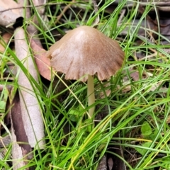 Conocybe apala (Milky Cone Cap) at Bemboka, NSW - 17 Jan 2024 by trevorpreston