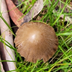 Conocybe apala at Glenbog State Forest - 18 Jan 2024