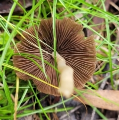 Conocybe apala at Glenbog State Forest - 18 Jan 2024