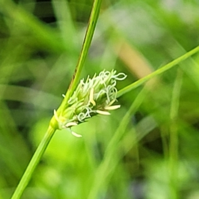 Carex inversa (Knob Sedge) at Bemboka, NSW - 17 Jan 2024 by trevorpreston