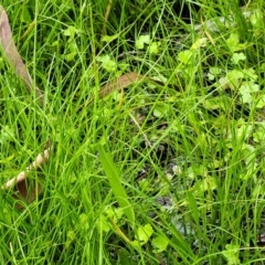 Carex inversa at Glenbog State Forest - 18 Jan 2024