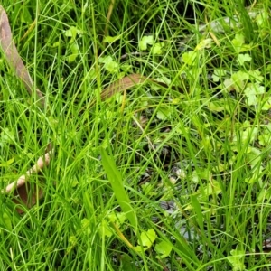 Carex inversa at Glenbog State Forest - 18 Jan 2024 10:08 AM