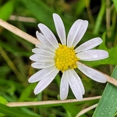 Brachyscome graminea (Grass Daisy) at Glenbog State Forest - 18 Jan 2024 by trevorpreston