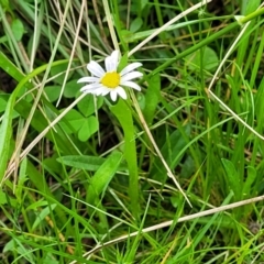 Brachyscome graminea at Glenbog State Forest - 18 Jan 2024