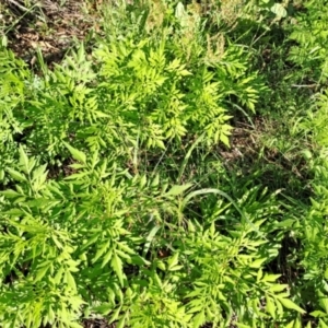 Bidens subalternans at Mount Taylor - 19 Jan 2024